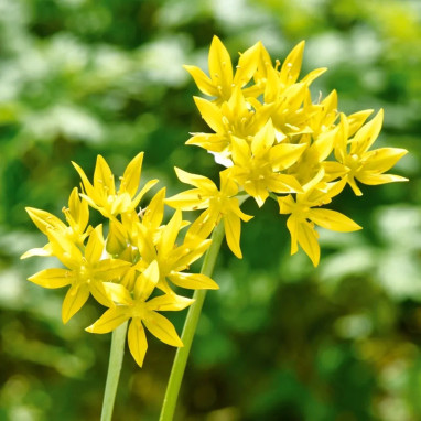 Allium moly - Ail doré | Achat direct au producteur