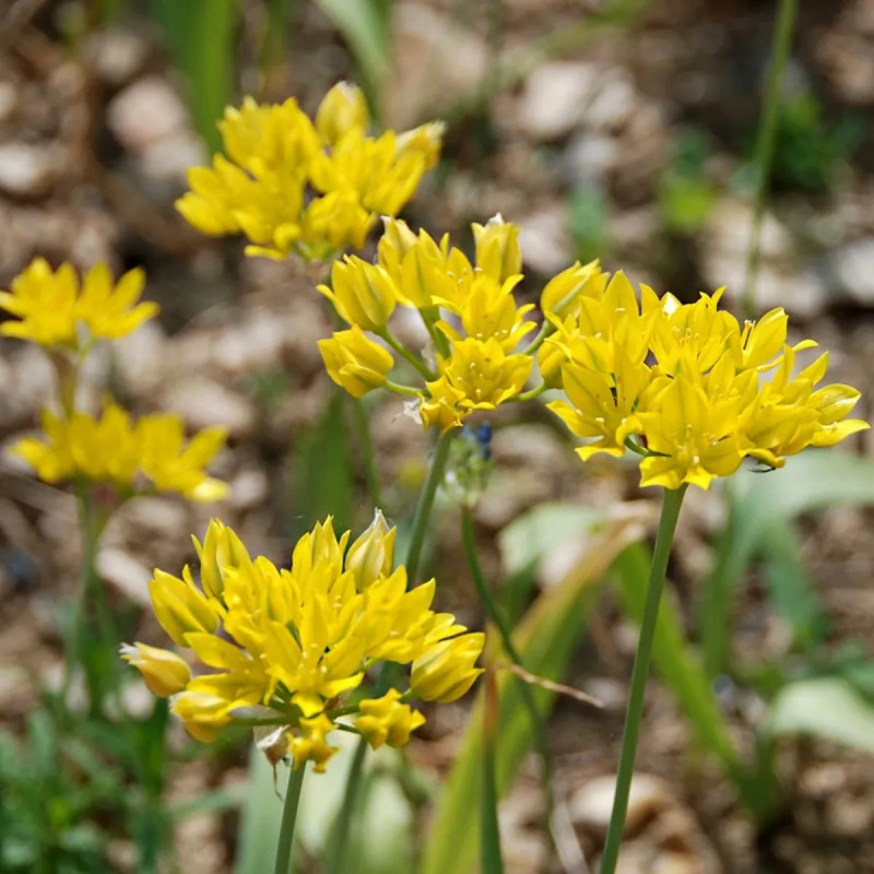 Allium moly - Ail doré | Achat direct au producteur