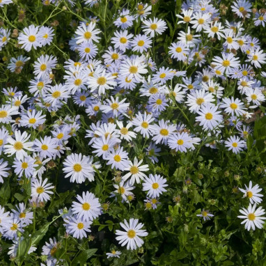 Kalimeris incisa 'Blue Star' - Kalimeris | Achat direct au producteur