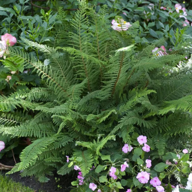 Polystichum polyblepharum - Fougère du Japon | Achat producteur