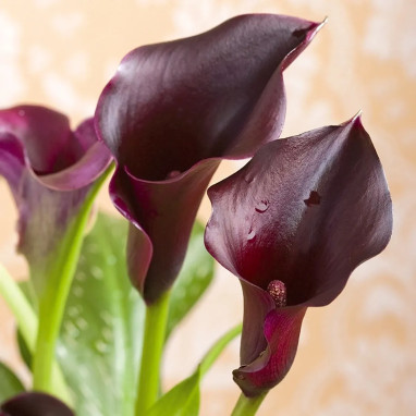 Arum Forêt Noire - Zantedeschia | Achat direct au producteur