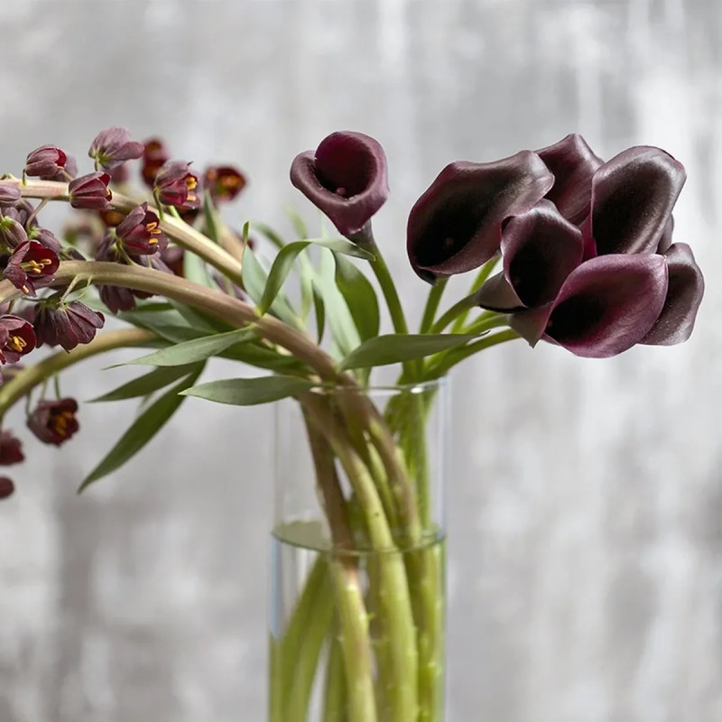 Arum Forêt Noire - Zantedeschia | Achat direct au producteur
