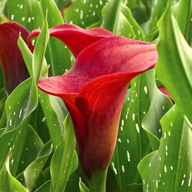 Calla 'Majestic Red' - Zantedeschia | Achat direct au producteur
