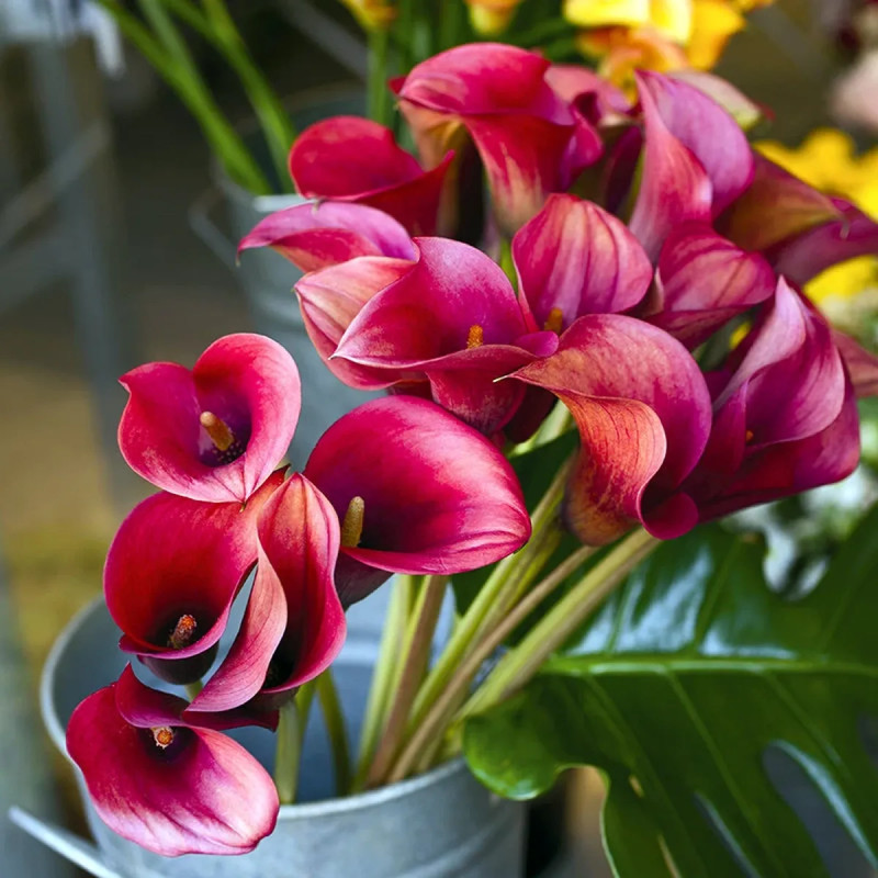 Calla 'Majestic Red' - Zantedeschia | Achat direct au producteur