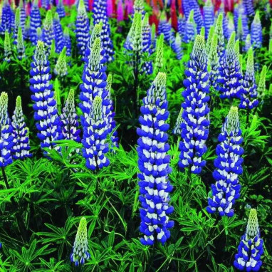 Lupinus nain 'Gallery Blue' - Lupin bleu | Achat direct au producteur