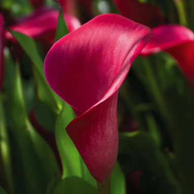 Arum 'Pink Persuasion' - Zantedeschia | Achat direct au producteur