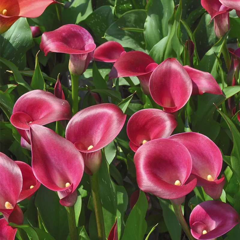Arum 'Pink Persuasion' - Zantedeschia | Achat direct au producteur