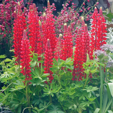 Lupin 'Gallery Red' - Lupinus | Achat direct au producteur