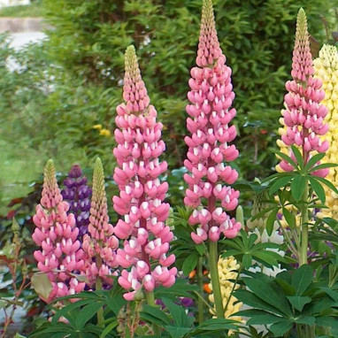 Lupin rose 'Gallery Pink' - Lupinus | Achat direct au producteur