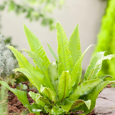 Phyllitis scolopendrium - Fougère scolopendre | Achat direct au producteur