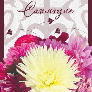 Dahlia Assortiment Camargue - Dahlia | Achat direct au producteur
