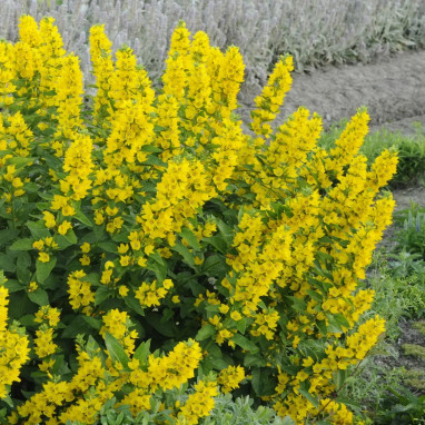 Lysimachia punctata - Lysimaque | Achat direct au producteur