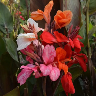 Canna haut mélange feuillage pourpre - Canna | Achat producteur