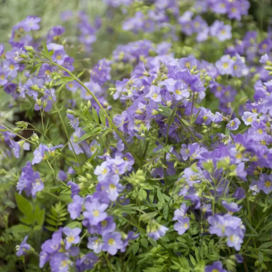 Polemonium reptans - Polemonium | Achat direct au producteur