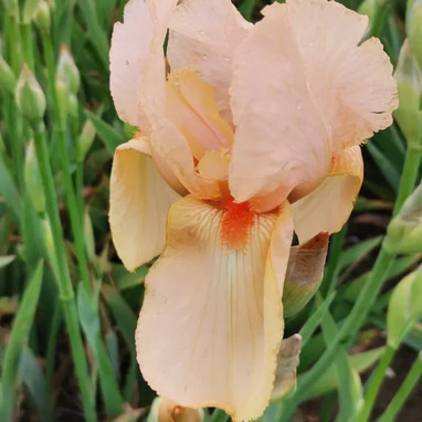 Iris germanica 'Mme François Debat' - Iris | Achat en ligne