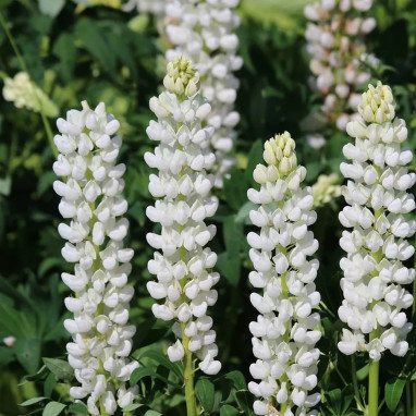 Lupin nain blanc 'Gallery White' - Lupinus | Achat producteur