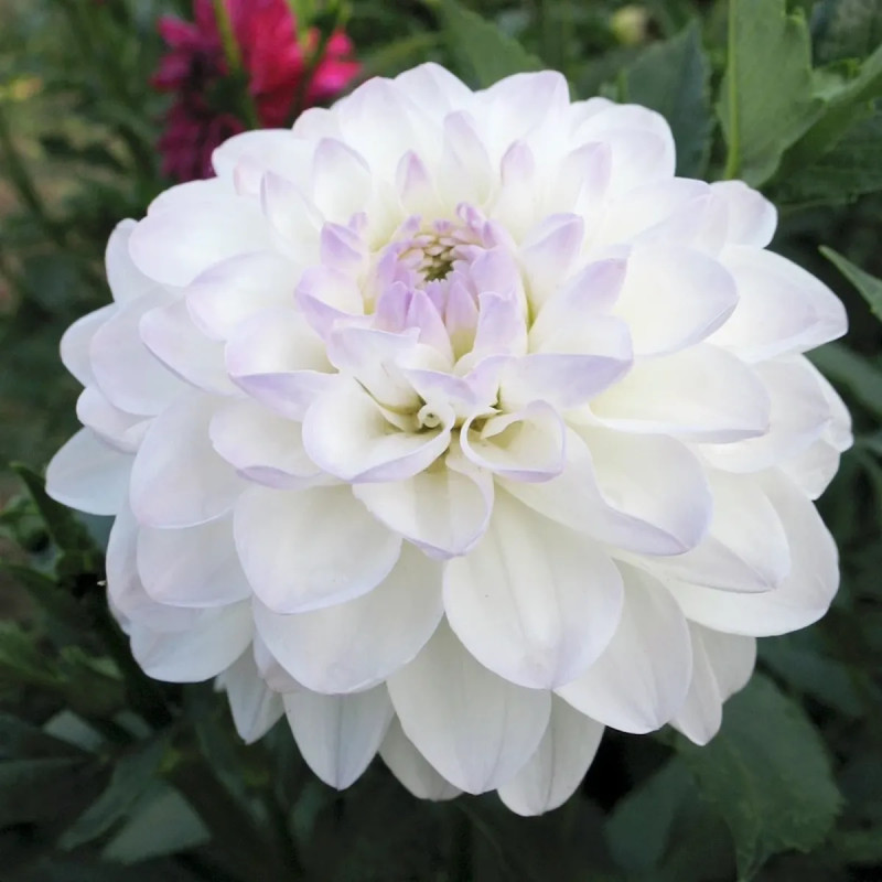 Dahlia balle 'Evelyne' Bio - Dahlia | Achat direct au producteur