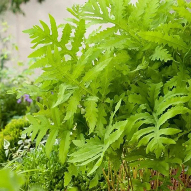 Onoclea sensibilis - Fougère sensible | Achat direct au producteur