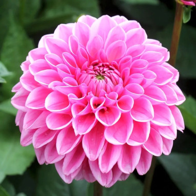 Dahlia balle 'Sandra' Bio - Dahlia | Achat direct au producteur