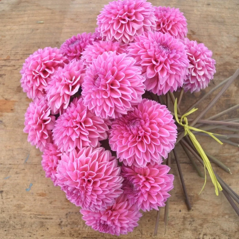 Dahlia balle 'Sandra' Bio - Dahlia | Achat direct au producteur