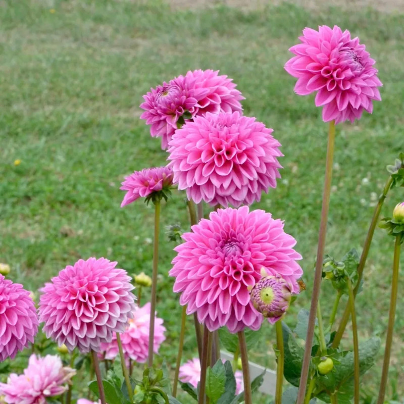 Dahlia balle 'Sandra' Bio - Dahlia | Achat direct au producteur