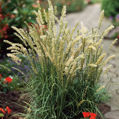 Melica ciliata - Mélique ciliée | Achat direct au producteur