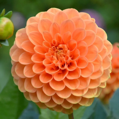 Dahlia Balle 'Sylvia' Bio - Dahlia | Achat direct au producteur