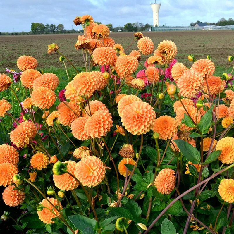 Dahlia Balle 'Sylvia' Bio - Dahlia | Achat direct au producteur