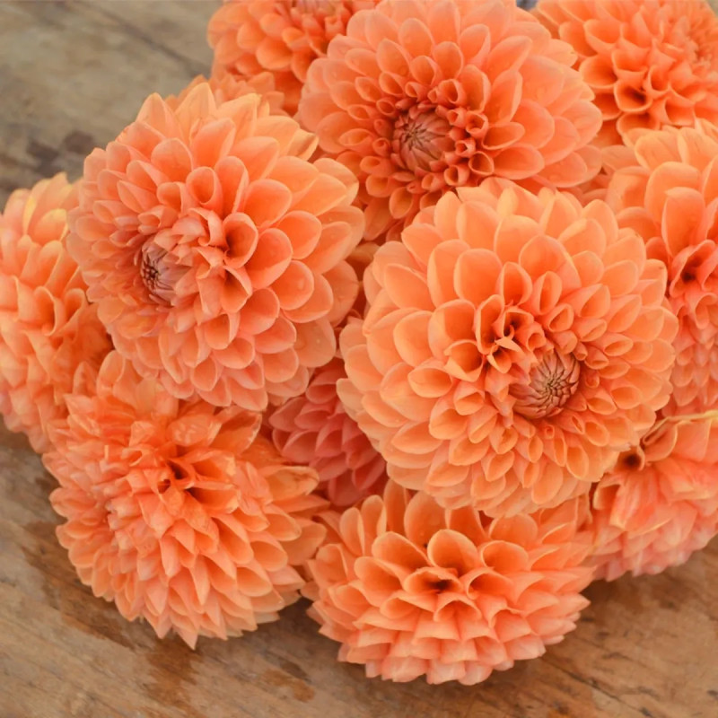 Dahlia Balle 'Sylvia' Bio - Dahlia | Achat direct au producteur