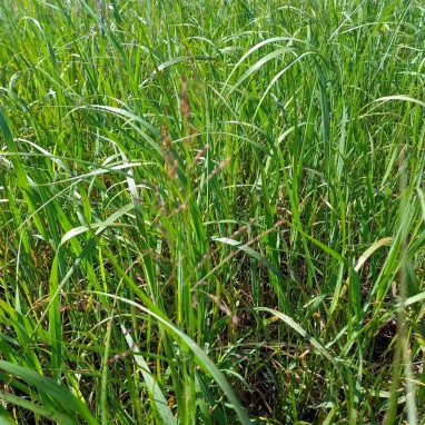 Panicum virgatum - Panic raide | Achat direct au producteur