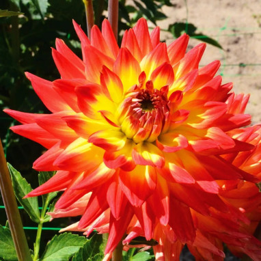 Dahlia cactus 'Aloha' - Dahlia | Achat direct au producteur