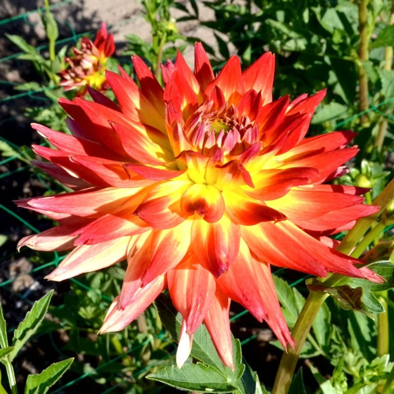 Dahlia cactus 'Aloha' - Dahlia | Achat direct au producteur