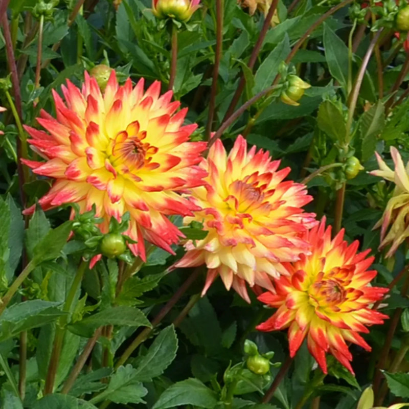 Dahlia cactus 'Aloha' - Dahlia | Achat direct au producteur