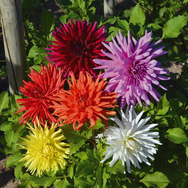 Dahlia Cactus Mélange - Dahlia | Achat direct au producteur