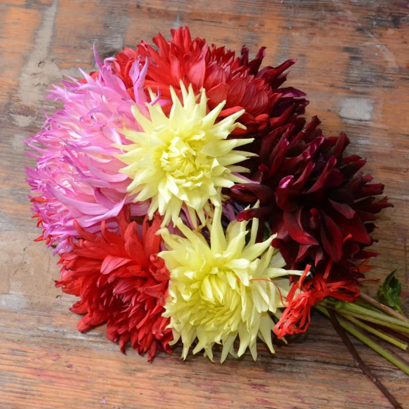 Dahlia Cactus Mélange - Dahlia | Achat direct au producteur