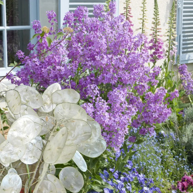 Lunaria annua violette - Monnaie du Pape | Achat direct au producteur
