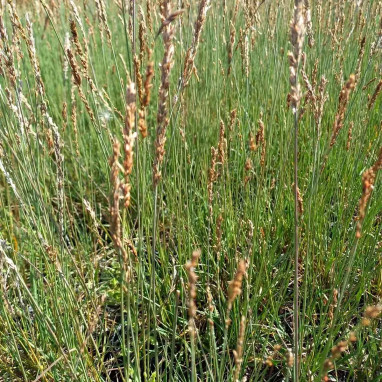 Molinia caerulea - Molinia | Achat direct au producteur