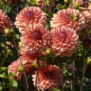 Dahlia 'Château de la Bourdaisière' BIO - Dahlia | Achat producteur