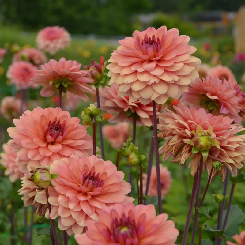 Dahlia 'Château de la Bourdaisière' BIO - Dahlia | Achat producteur