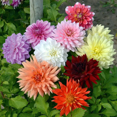Dahlia Décoratif Mélange - Dahlia | Achat direct au producteur