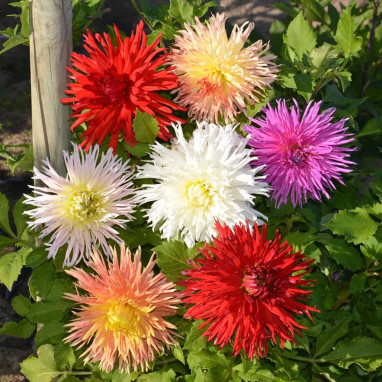 Dahlia Dentelle Mélange - Dahlia | Achat direct au producteur