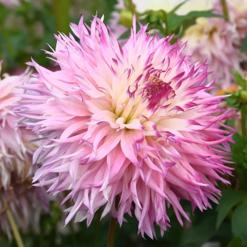 Dahlia Dentelle 'Pineland's Princess' - Dahlia | Achat producteur
