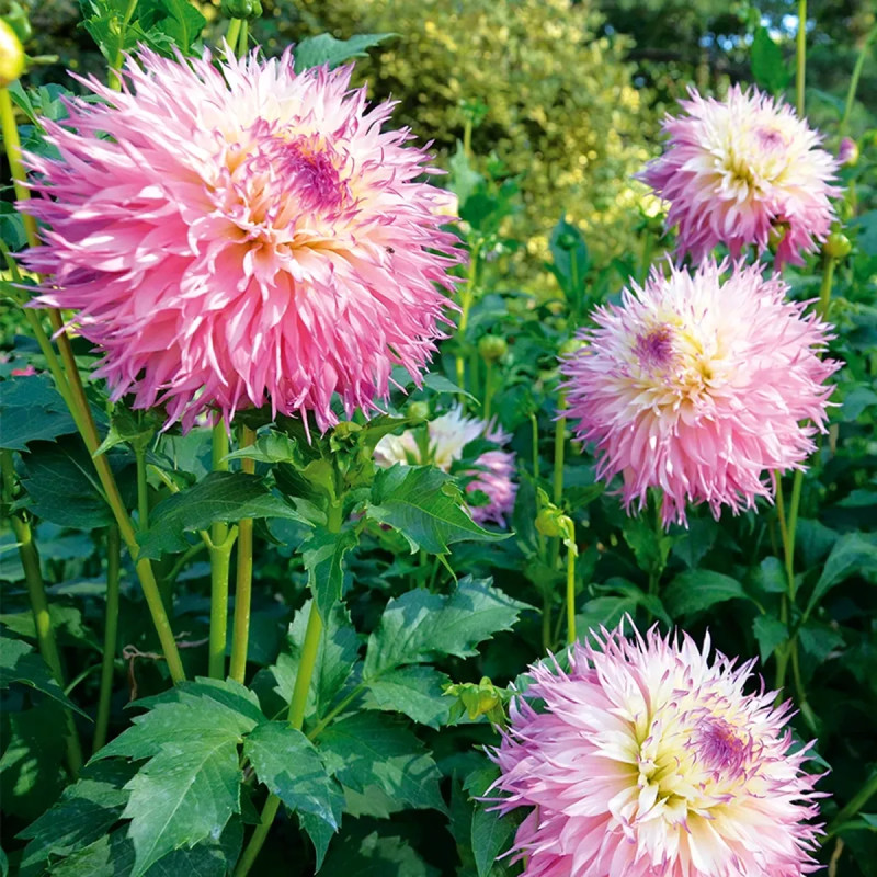 Dahlia Dentelle 'Pineland's Princess' - Dahlia | Achat producteur