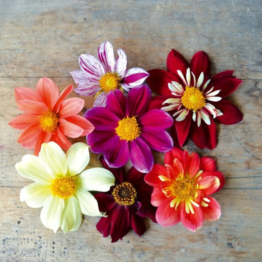 Dahlia géant mélange - Dahlia | Achat direct au producteur