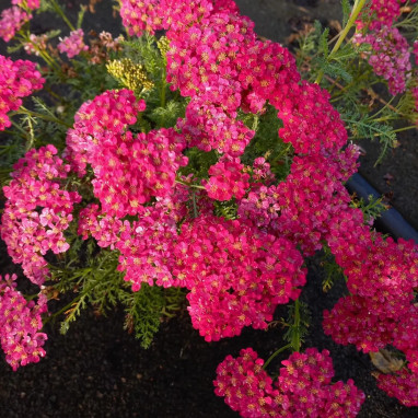 Achillea millefolium 'Pomegranate' - Achillea | Achat direct au producteur