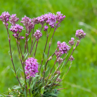 Lychnis alpina 'Lely Deep Rose' - Lychnis | Achat direct au producteur