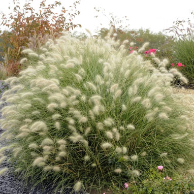 Pennisetum villosum (Cenchrus longisetus) | Achat producteur