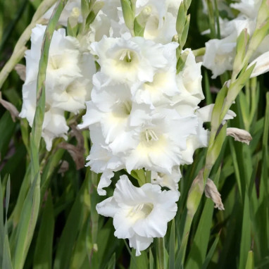 Glaïeul grande fleur 'Amsterdam' - Gladiolus | Achat producteur