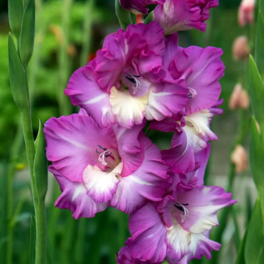 Glaïeul grande fleur 'Anouk' - Gladiolus | Achat direct au producteur
