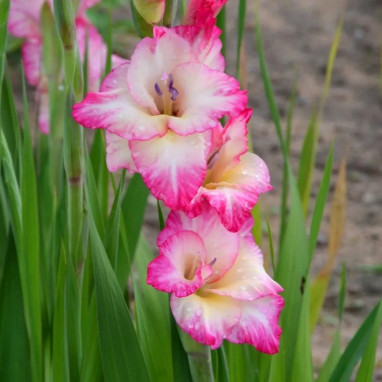 Glaïeul grande fleur 'Cheops' - Gladiolus | Achat direct au producteur